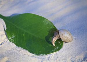ペットと泊まれる会津若松市の温泉旅館